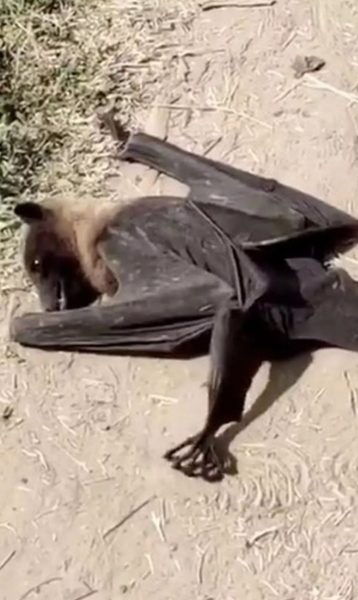 Гигантская золотистая летучая мышь, летучая лиса, птица, странные звери, аномалии, Филиппины, фото, курьезы