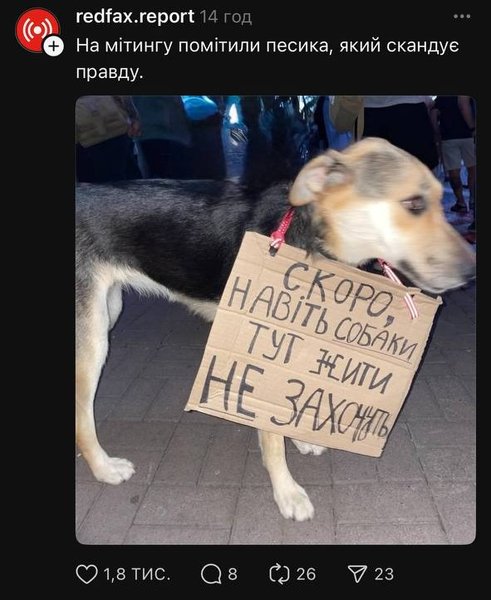 собака с плакатом на митинге