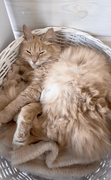 могилевская семья