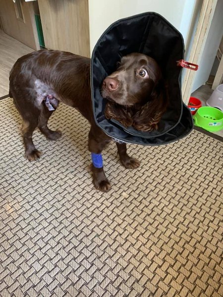 Нападение собак, Сумы