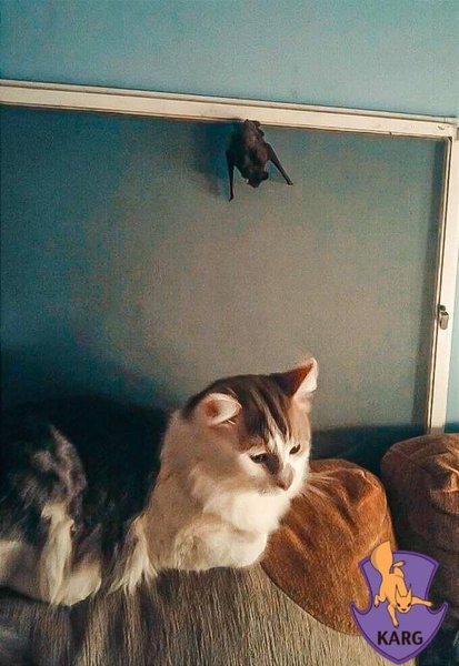 Kyiv Animal Rescue Group рятує тварин у Києві