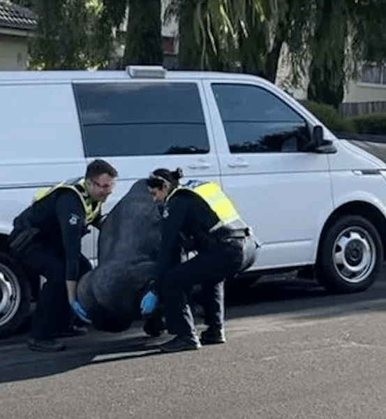 Горила, горила Гаррі, статуя горили