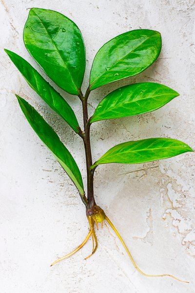 замиокулькас