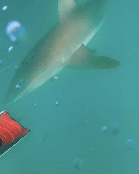 Нападение акулы в Австралии