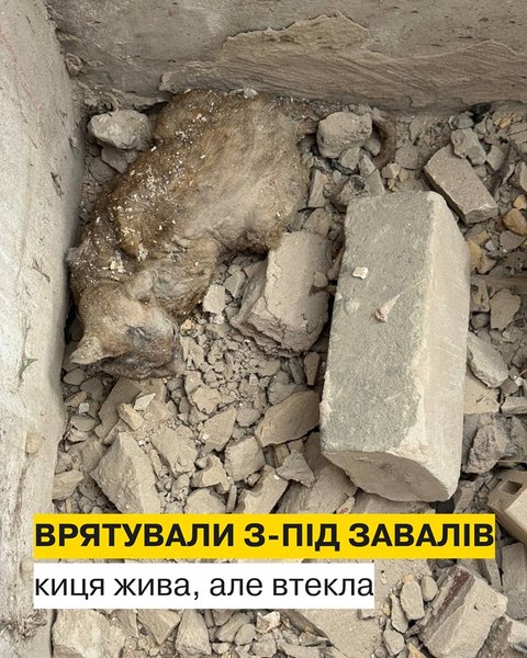 Кошка провела под завалами несколько дней в Киеве