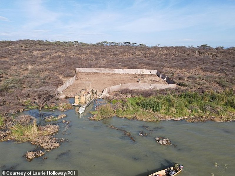 платформа, жираф