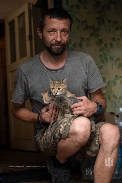 Коты в ВСУ