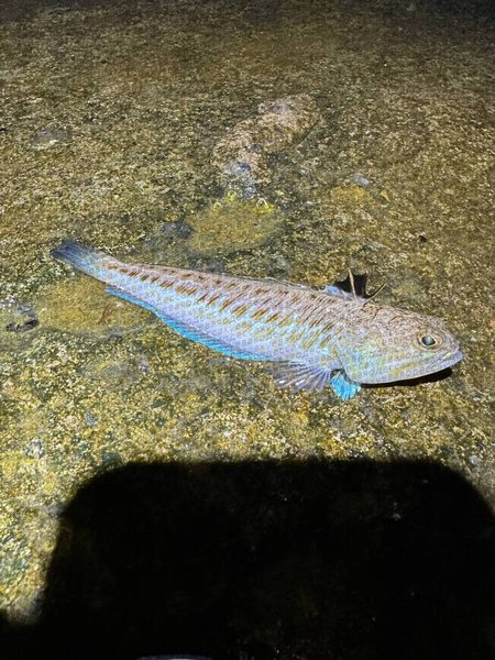 морський дракончик