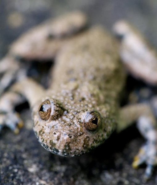 жовточерева жаба зіниці