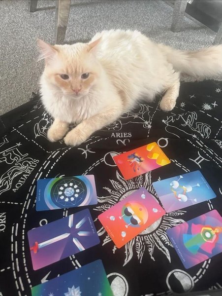 Экстрасенс с котом, кот-ясновидящий, предсказание на 2025 год, карты Таро, кот гадает по картам, чтение карт Таро, каким будет 2025 год