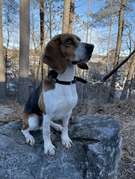 Мумии приматов, необычные находки, багаж пассажиров, контрабанда, опасные вирусы, США, аэропорт, фото, курьезы