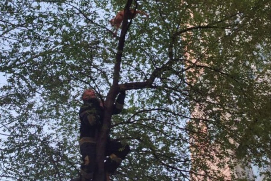 одесса, кот, гсчс, спасатели