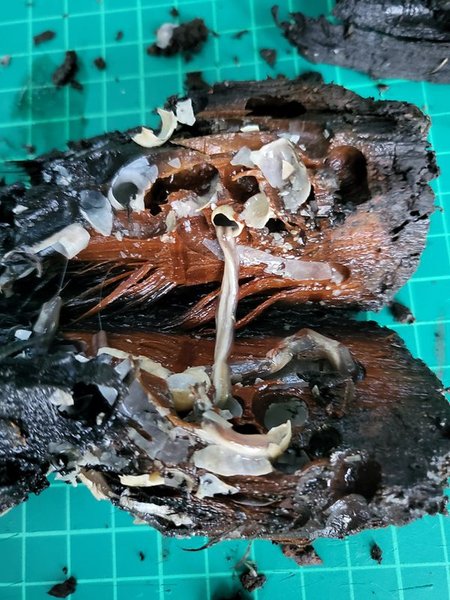 древесина корабля, черви, фото