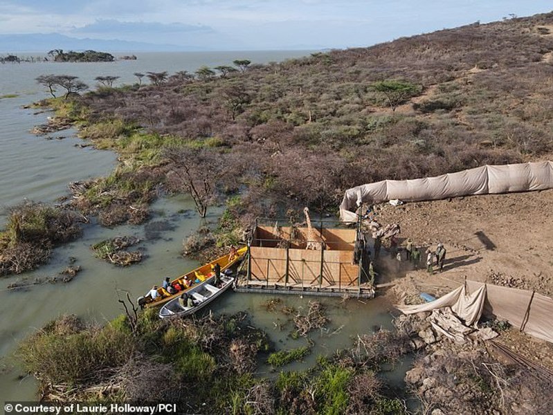 платформа, жираф