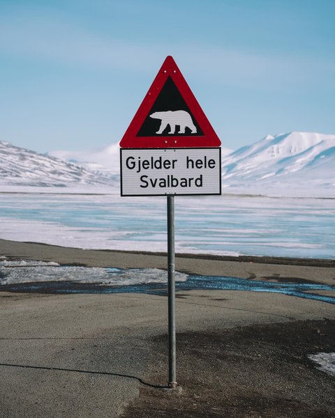 Шпицберген, белые медведи