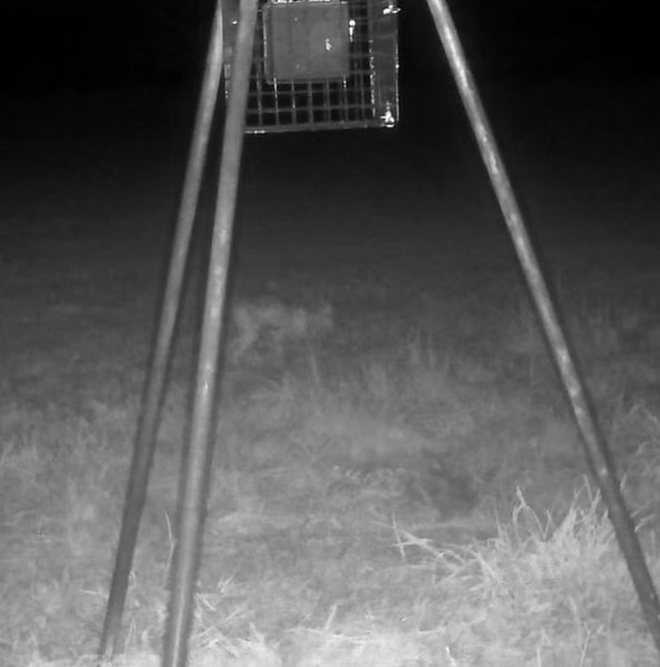 скін-вокер камера