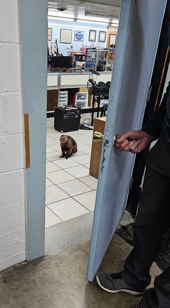 обезьяна капуцин музыкальній магазин