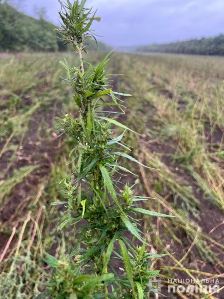 конопля конопля, плантація коноплі, незаконне вирощування коноплі