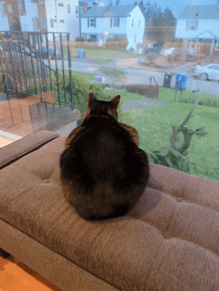 Кіт Денніс під час дієти примудрився поправитися