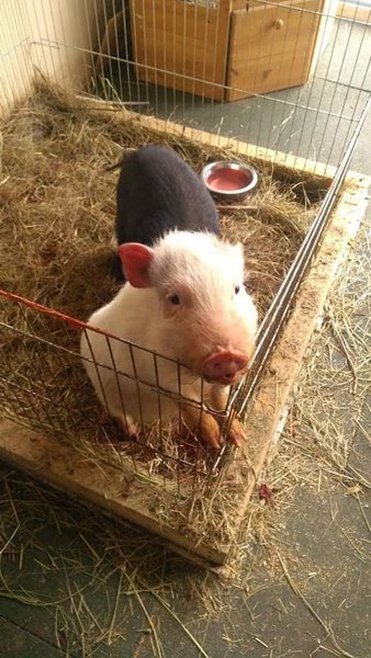 конный клуб, конный клуб киев, лошади, помощь животным