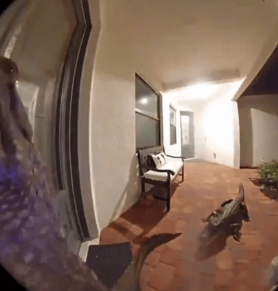 Семья увидела с помощью камер наблюдения двух аллигаторов на пороге своего дома, все подробности