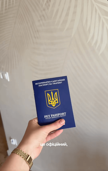 выезд кота за границу