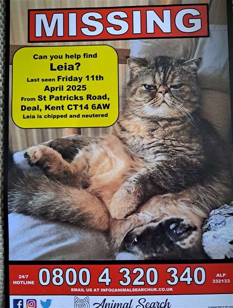 кошка, пропала кошка, кошка выжила, кошка лея
