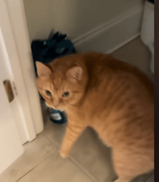 Кот проник на кухню и попытался украсть корм, который был спрятан в кладовой