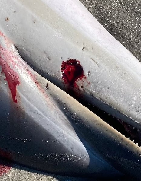 дельфін щелепа діра