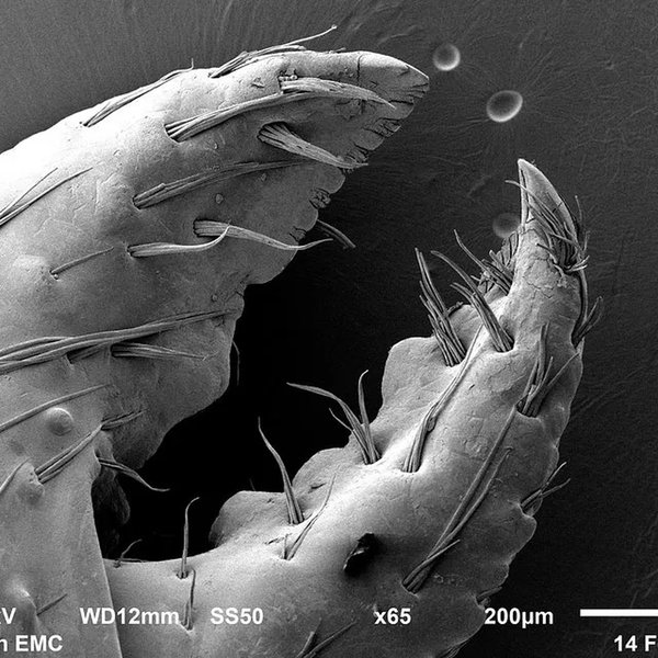 клешні рака пустельника