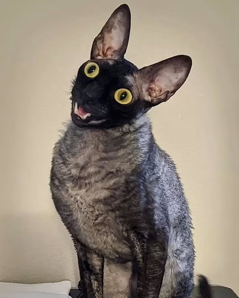 корниш-рекс