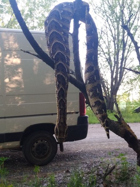 змея лугины, змея житомирская область, гремучая гадюка, житомир гремучая гадюка