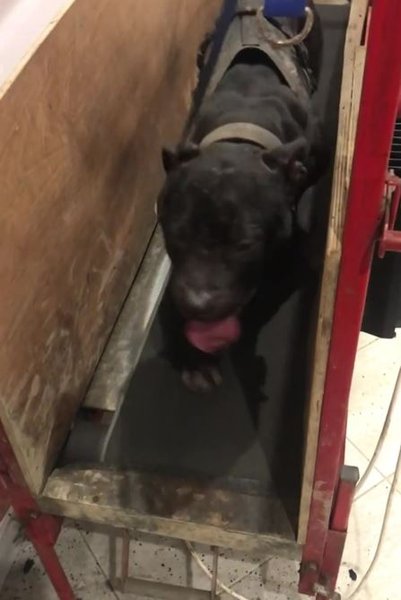 собачьи бои, тренировка собак