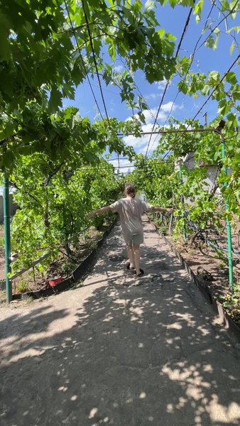 Арка из винограда