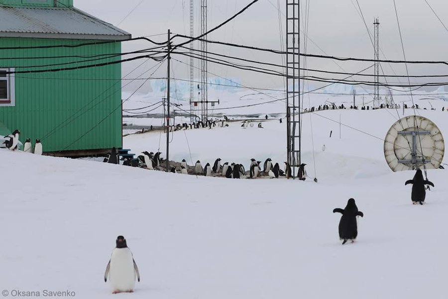 Пингвины дженту возле украинской станции "Академик Вернадский"