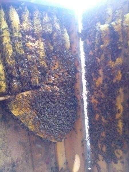 пчелы, ящик