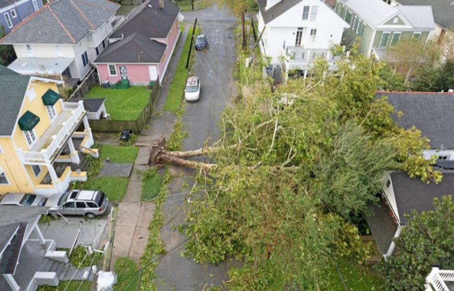 повалене дерево