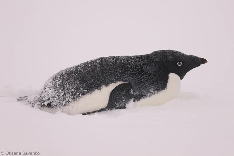 Пингвины дженту возле украинской станции "Академик Вернадский"