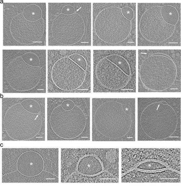 клеточная структура человека