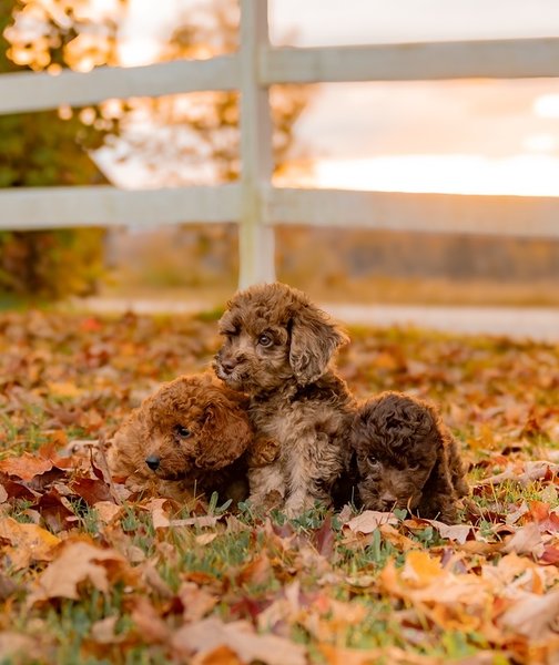 кокапу, порода собак, собаки