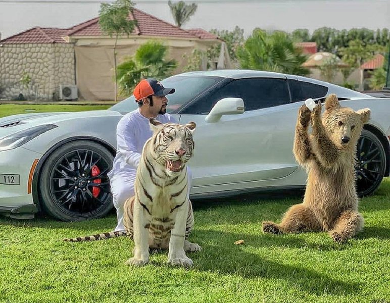 Lamborghini Huracan, авто шейхов, разбитый Lamborghini, частный зоопарк