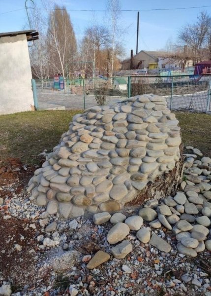 галька, галька на дереві, дуб, старовинний дуб, дуб у селі Терпіння, дуб у Запорізькій області, спилили дуб