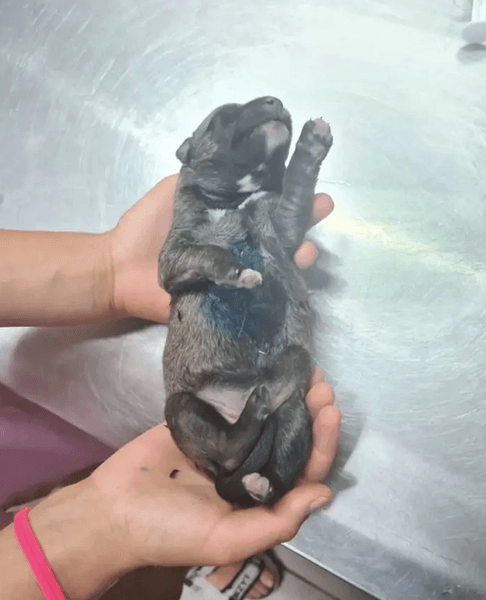 Щенки растреленной собаки., убил собаку на АЗС, военные расстрелял собаку видео