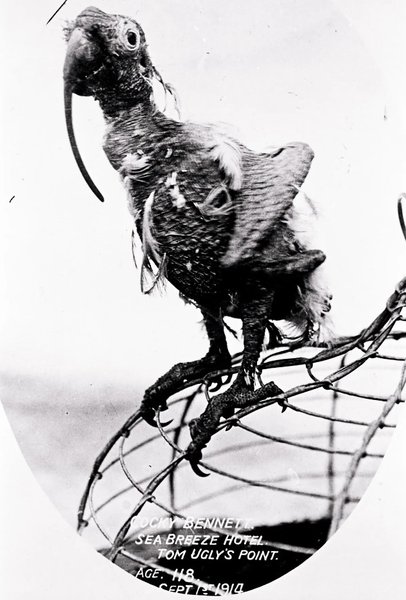 попугай какаду коки