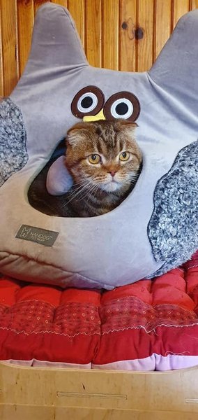 кот, Гелик, помощь,