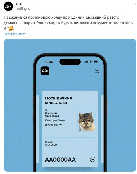 сирський кіт Дія