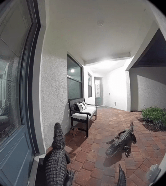 Семья увидела с помощью камер наблюдения двух аллигаторов на пороге своего дома, все подробности