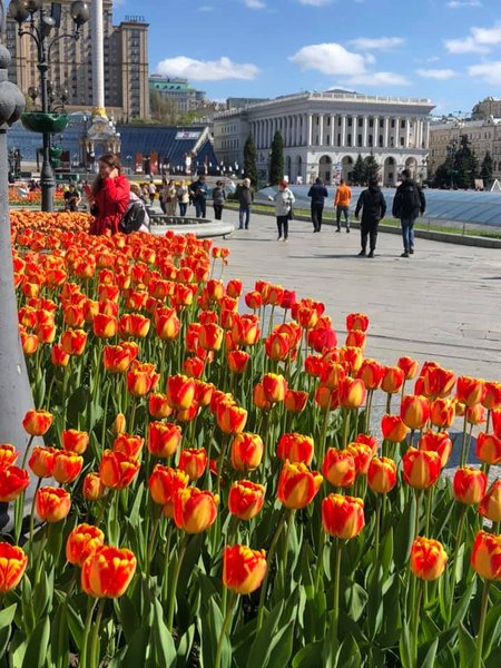 Киев, цветы, Нидерланды,