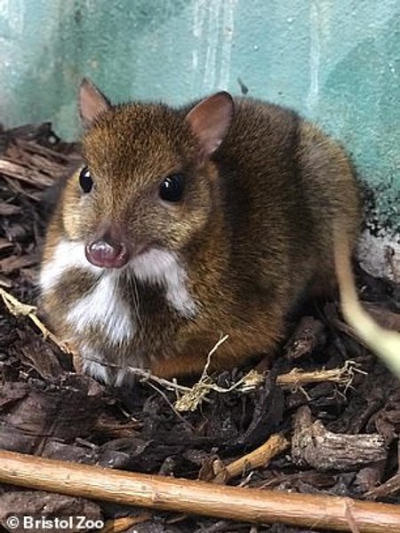 мишачий олень, канчіль