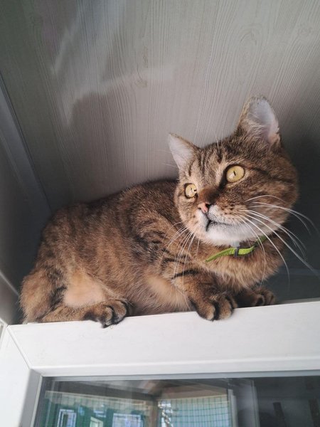 кот Жовтень, кот, коты, кошки, кот приют